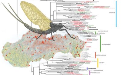 DNA barcoding of mayflies in a small European country shows how far we are from complete reference libraries