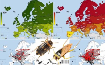 A pan-European analysis of DNA barcoding data on aquatic beetles and bugs